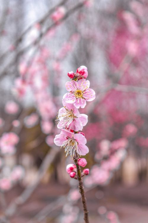 GLOSSY C2S ART PAPER TKS - Base Paper for Packaging