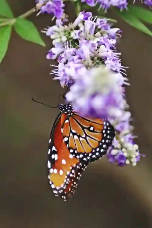 OFFSET PAPER/BOND PAPER/WOODFREE PAPER LF paper product